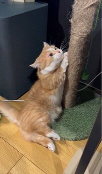 「必死！！！」猫ちゃんの突っ張った後ろ足が愛くるしい！思わず応援したくなる真剣な「猫の爪とぎ」