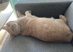 かわいい猫が遠くからギロリ…ミラーに映った「W睨み」の迫力がすごい