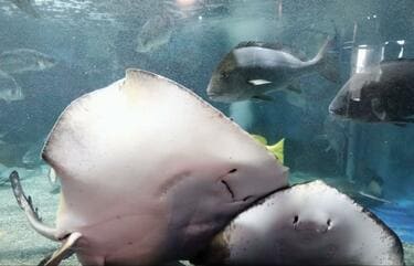 水族館で撮影された「2匹のエイ」に違和感 「メンチを切る姿」に思わず 