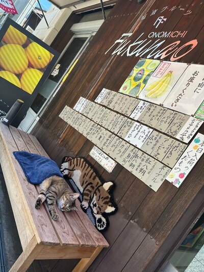 タオルをかけて眠る猫ちゃん