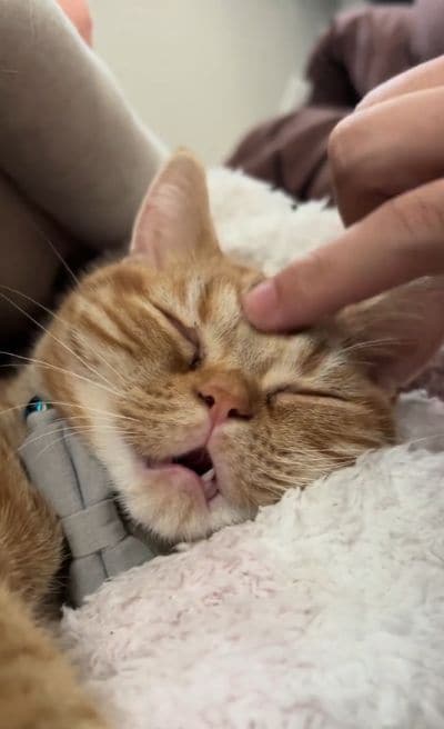 お口を開いて寝ちゃう猫ちゃん