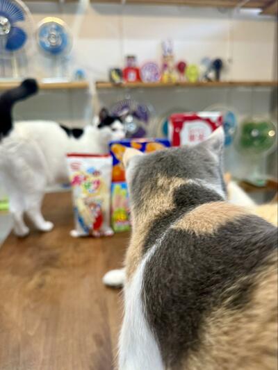 「アイスいっぱい買ってきました」自慢したいのに…