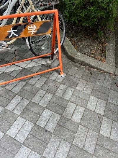 </strong><strong>擬態した人がこちら</strong><strong>