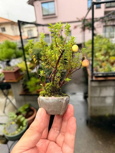 親株の写真