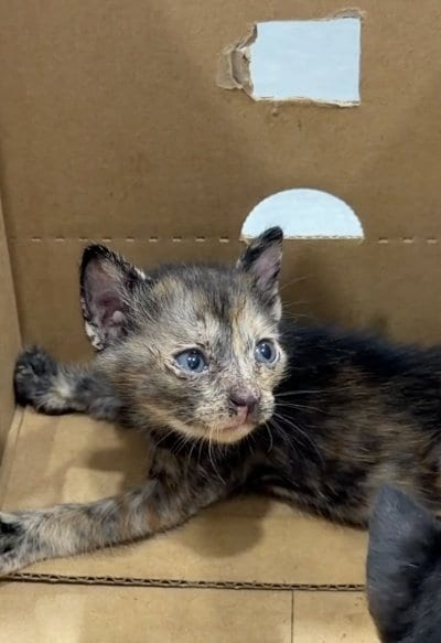 出所：<u><a href="https://www.instagram.com/p/DaSes4CiLPt/" target="_blank">@dog_and_cat_rescue_samui</a></u>