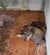 飼い主に置き去りにされても「ひたすら待ち続けた犬」　新しい家族の元で元気に暮らす姿に感動