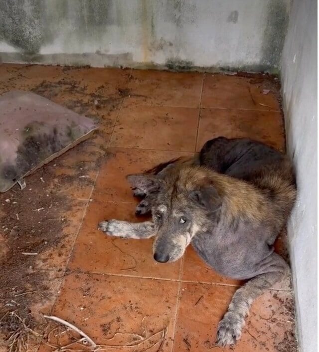 飼い主に置き去りにされても「ひたすら待ち続けた犬」　新しい家族の元で元気に暮らす姿に感動