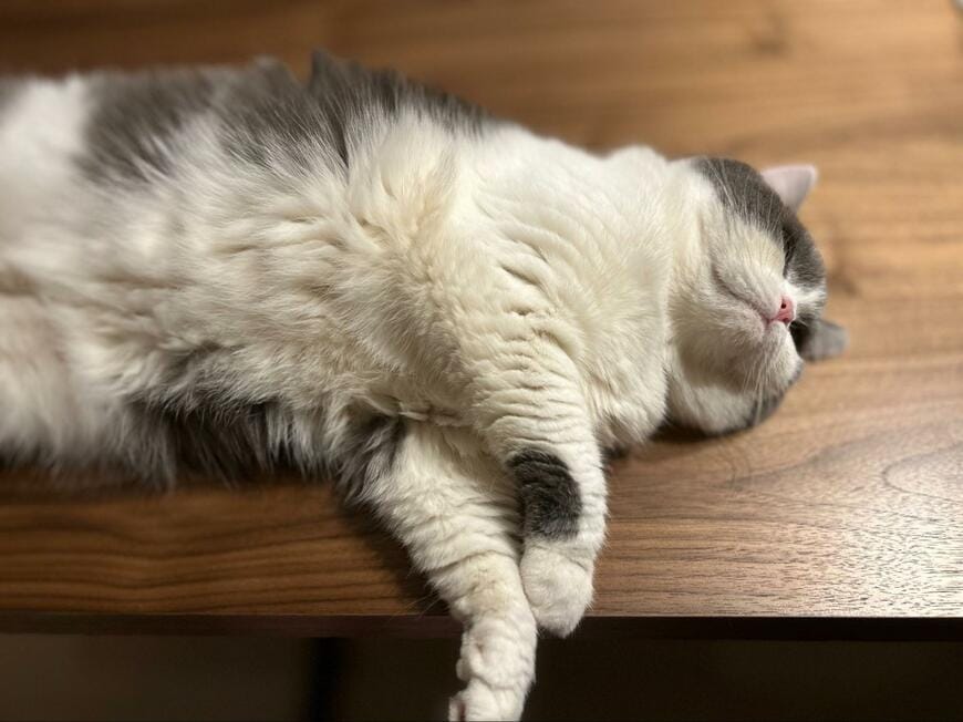 【どこいった？】隠し方がパーフェクトな猫　思わず探したくなるマスター級の隠し技に脱帽！