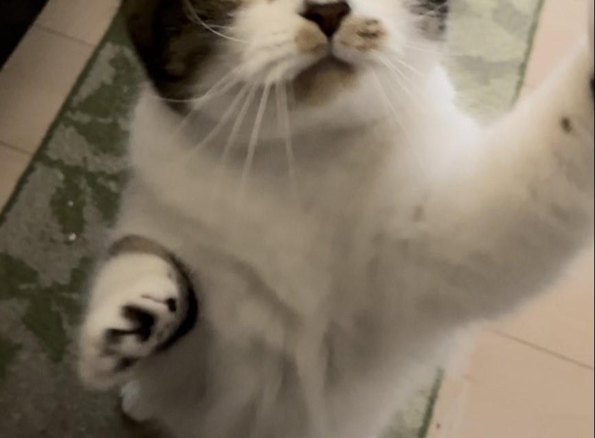 出所：@torotolo106106