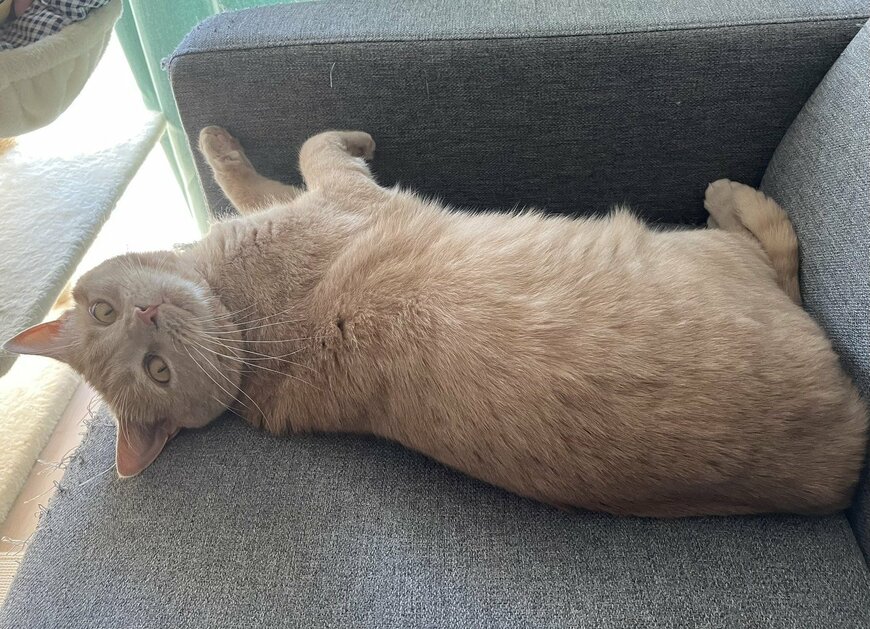 かわいい猫が遠くからギロリ…ミラーに映った「W睨み」の迫力がすごい