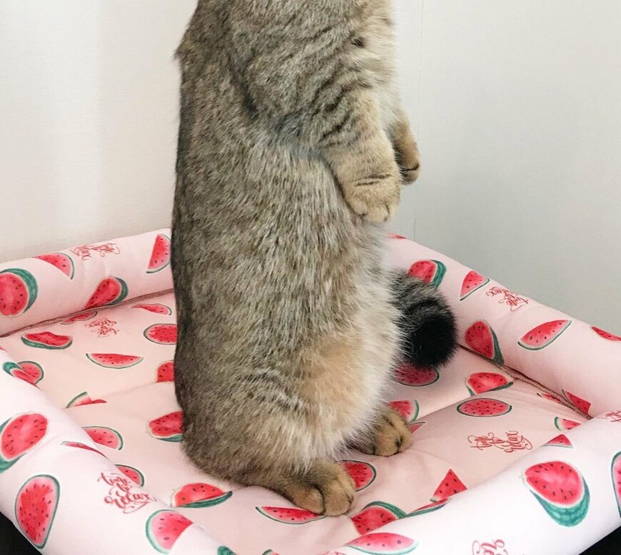 出所：@ponpokopontanu