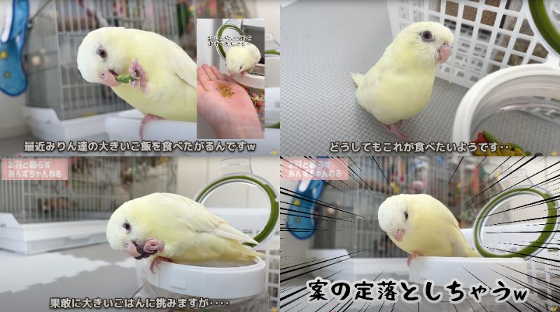 出所：@anz_omomiri