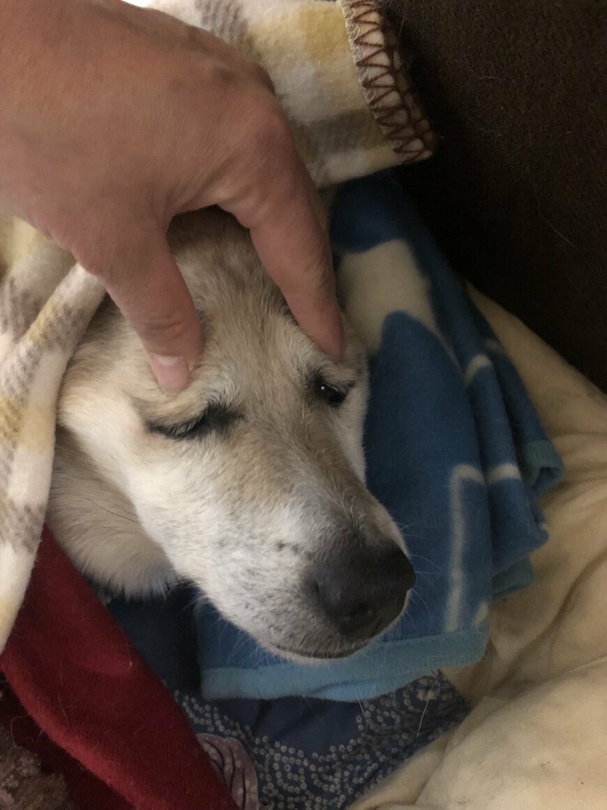 出所：おじいちゃん犬（@13eLK5Vy3N8NRiD）