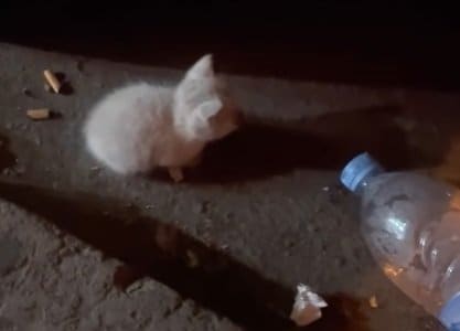 ドラッグストア前の路上で見つかった白猫...2年後、光を失っても健気に生きる姿に涙が止まらない（海外動物レスキュー）