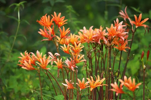 写真：筆者撮影