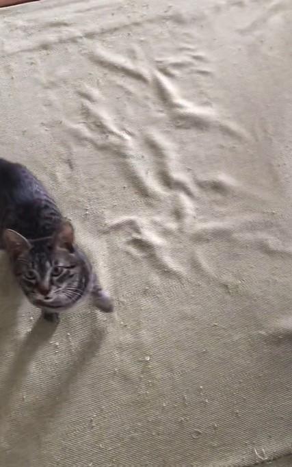 出所：@00shitemita