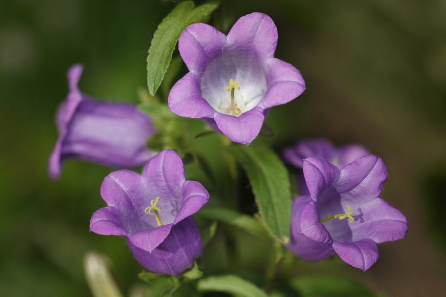 Anest/shutterstock.com