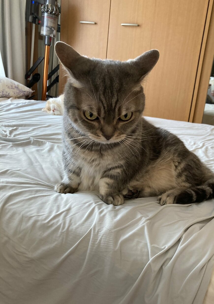 出所：@nekotansoku