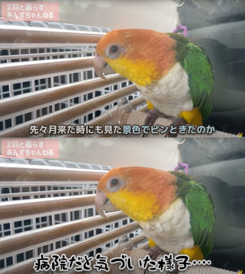 出所：@anz_omomiri