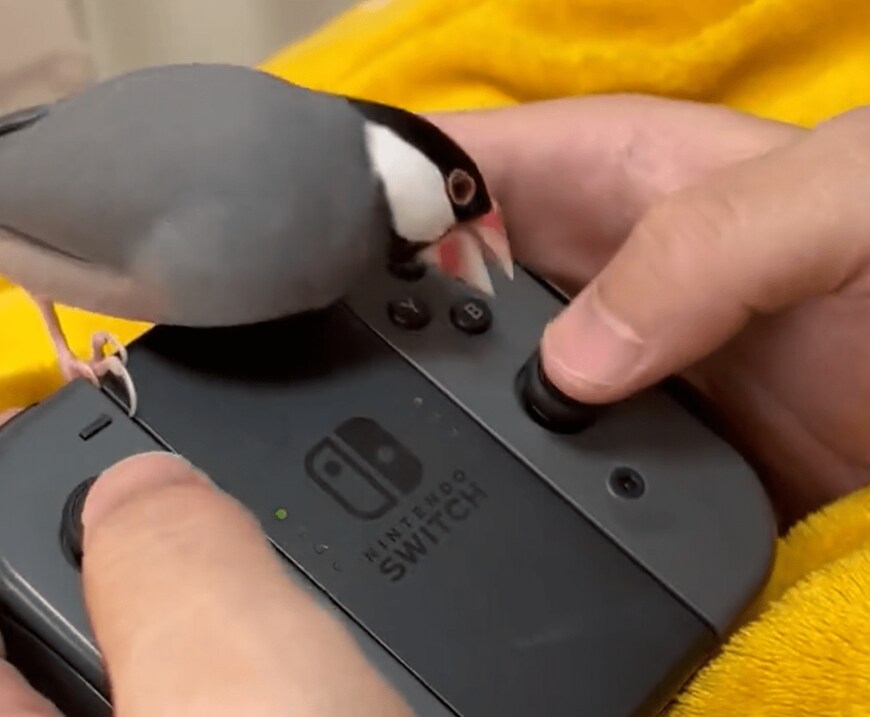 出所：@piyo_kitchen