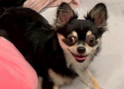 出所：@gomachihuahua