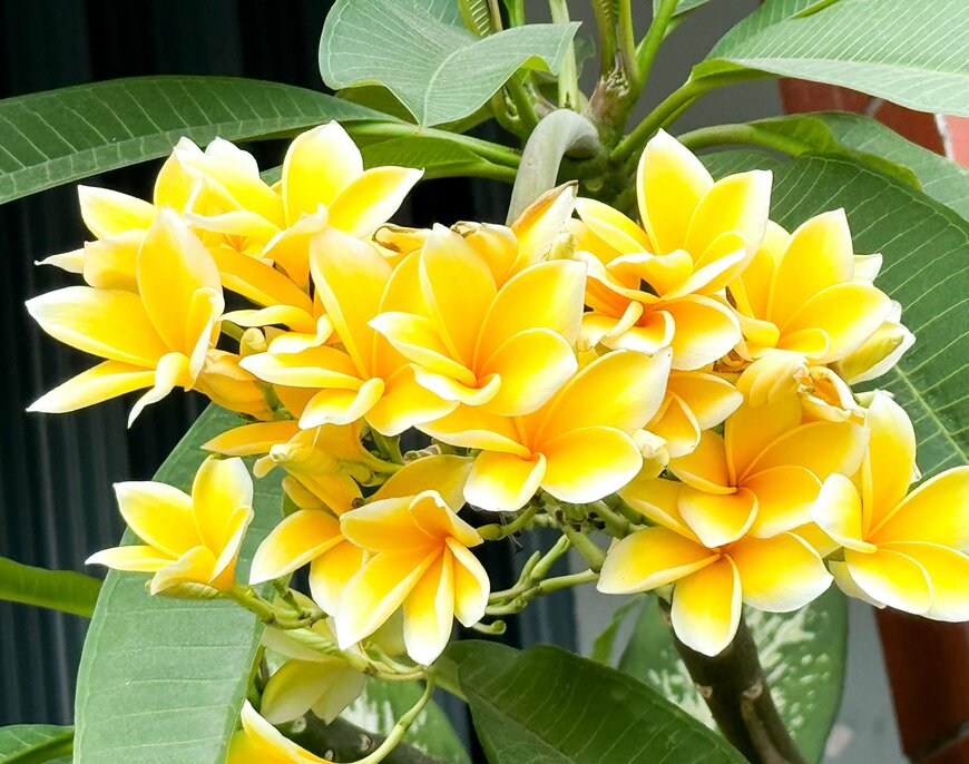 Livia Harijanto/shutterstock.com