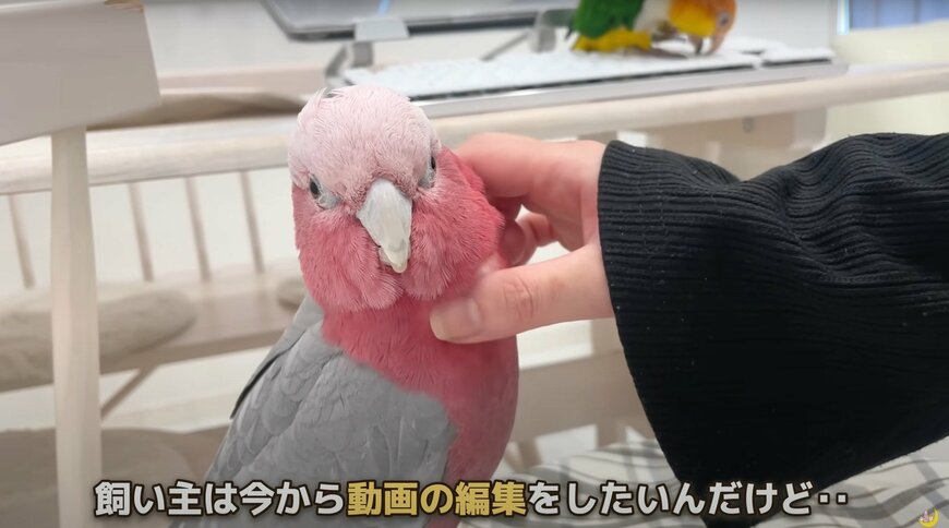 出所：@anz_omomiri