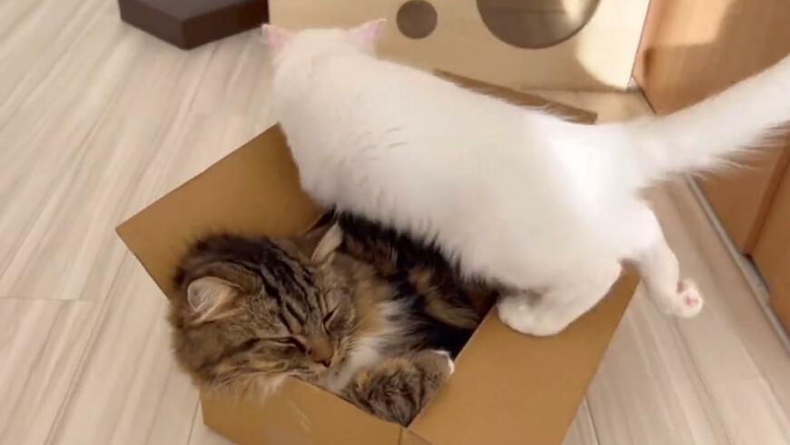 出所：@meltube_cat