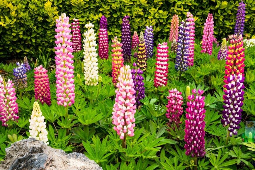 sueuy song/istockphoto.com