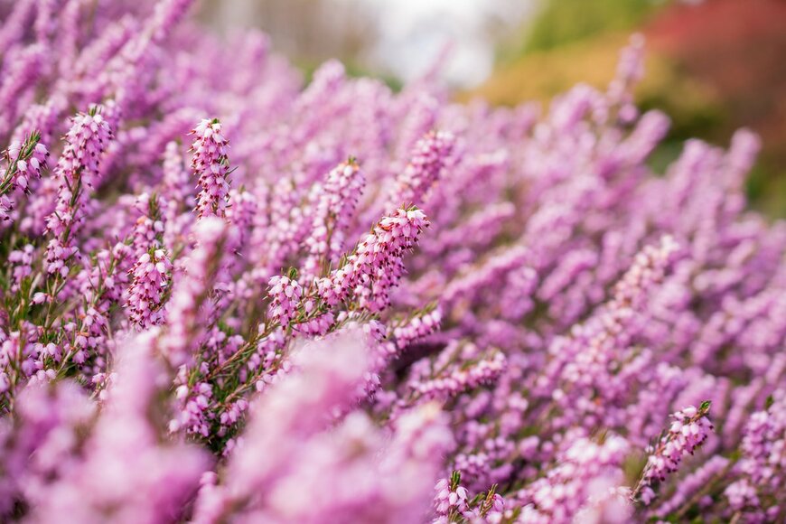 Golden Shark 2/Shutterstock.com