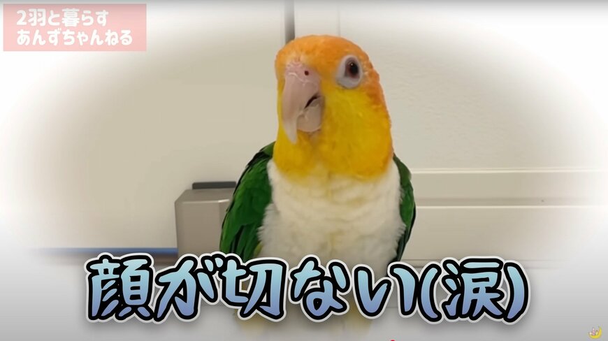 出所：@anz_omomiri