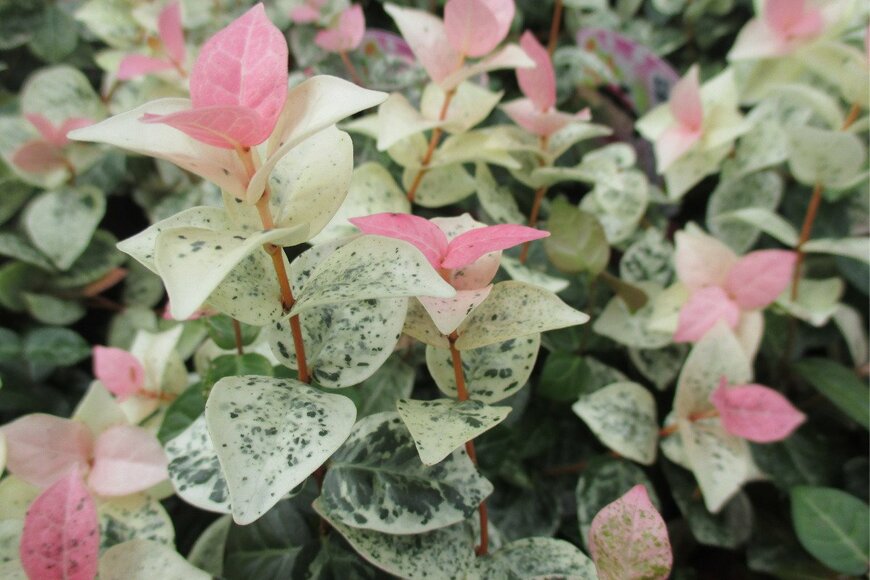 Yasuo Iwami/istockphoto.com