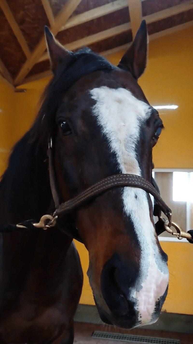 出所：Yogiboヴェルサイユリゾートファーム