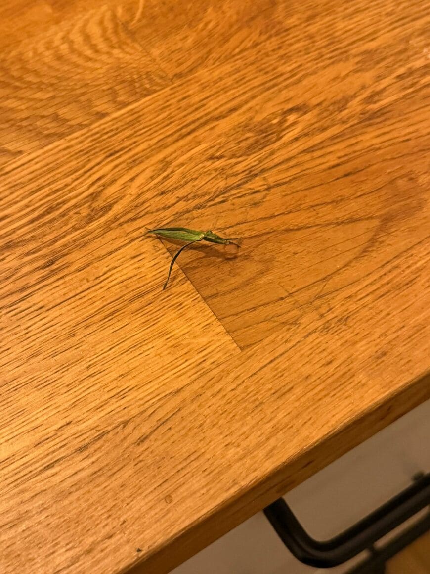 バッタそっくりのヘタ