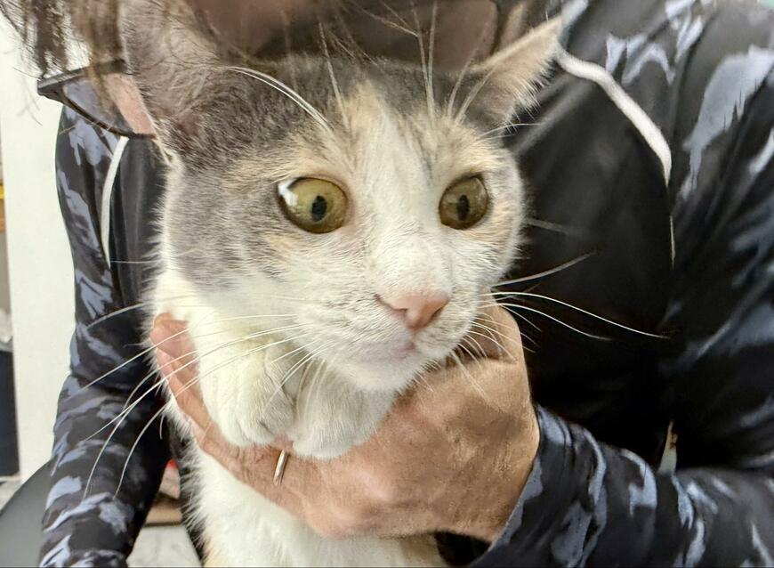 飼い主さんの猫吸いにビックリ顔をする猫ちゃんが可愛い！ユニークな表情にいいね数1万超