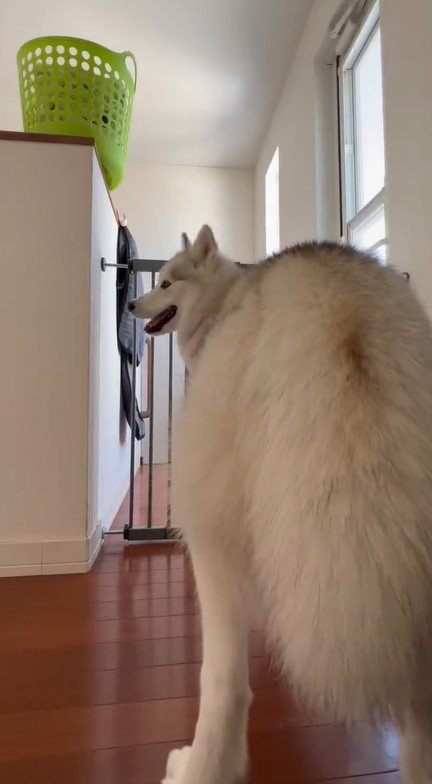 出所：@Livewithhusky