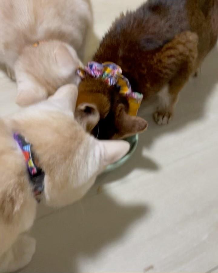 出所：@mimitti0930