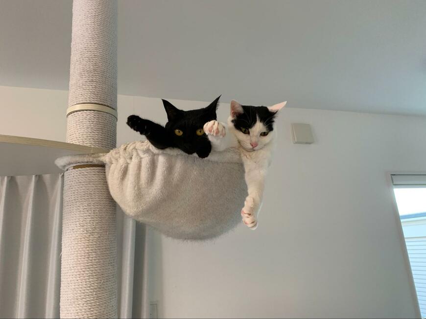 出所：@komugi56285