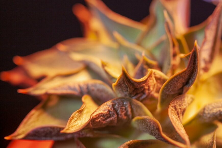 allgoo/Shutterstock.com