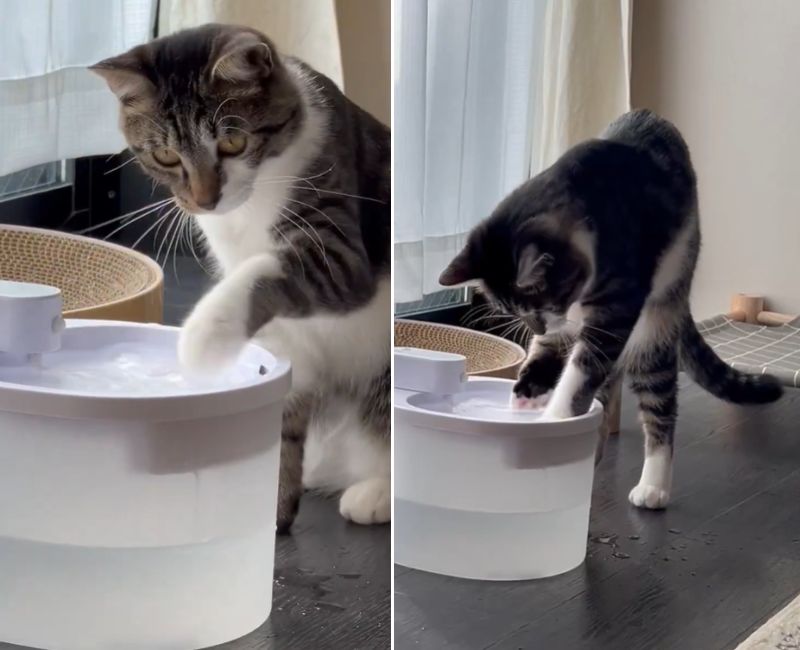 出所：@nekokawaii1214