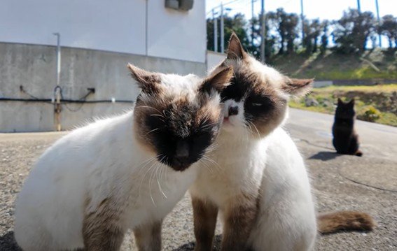 出所：@ImpressedCatVideo