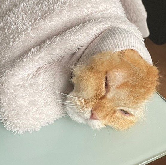 出所：@NEKOLAND13