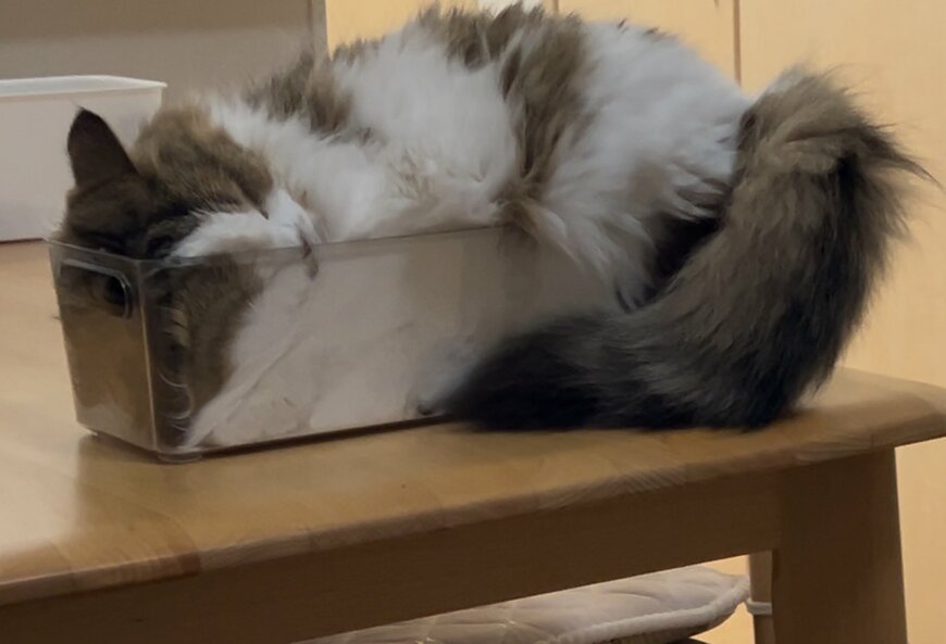 出所：@azukichi_komugi