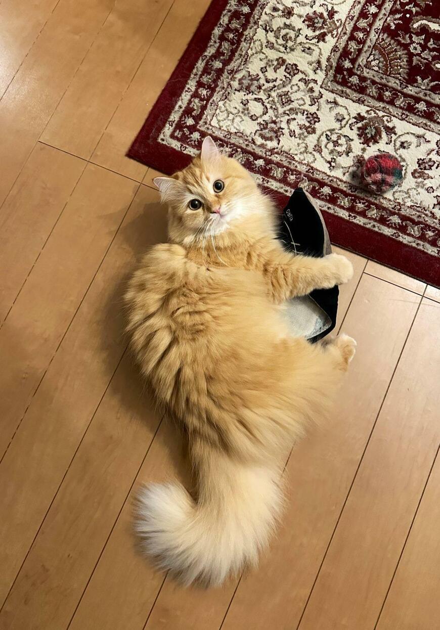 出所：@NEKOLAND13