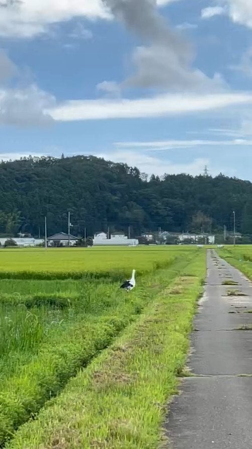 福島県いわき市の田んぼでゆったり歩く「コウノトリ」を発見　出会えただけで幸運