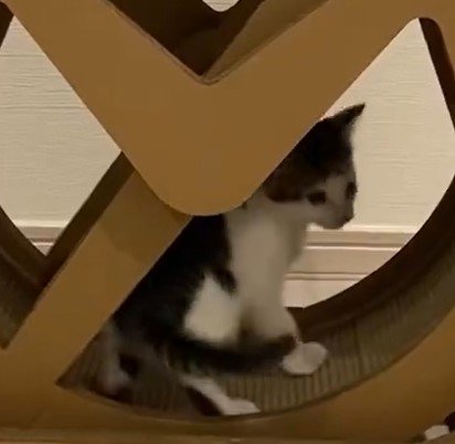 出所：@Saeroyi_cat