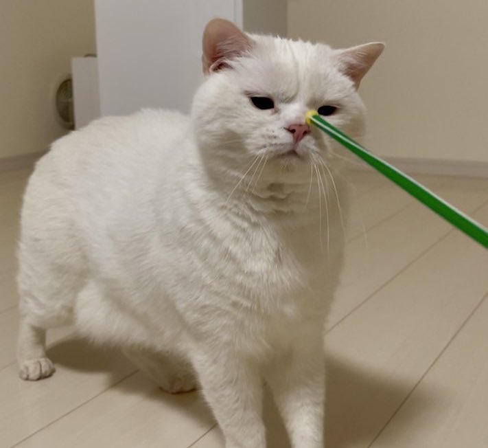 出所：@wataneko_tsuki