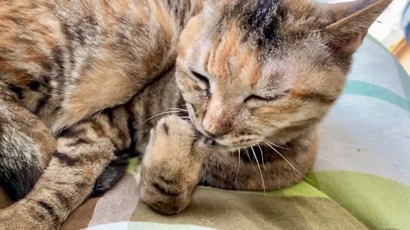 【女子力高め】念入りに爪のお手入れをする美猫が話題！「お手入れ上手」と称賛の声