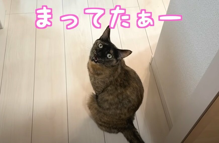 飼い主へ甘える猫ちゃんが話題！コメント欄「可愛さが限界突破してる」「可愛すぎる」の声