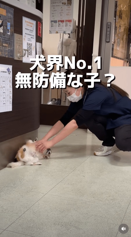 @idea_animal_hospital